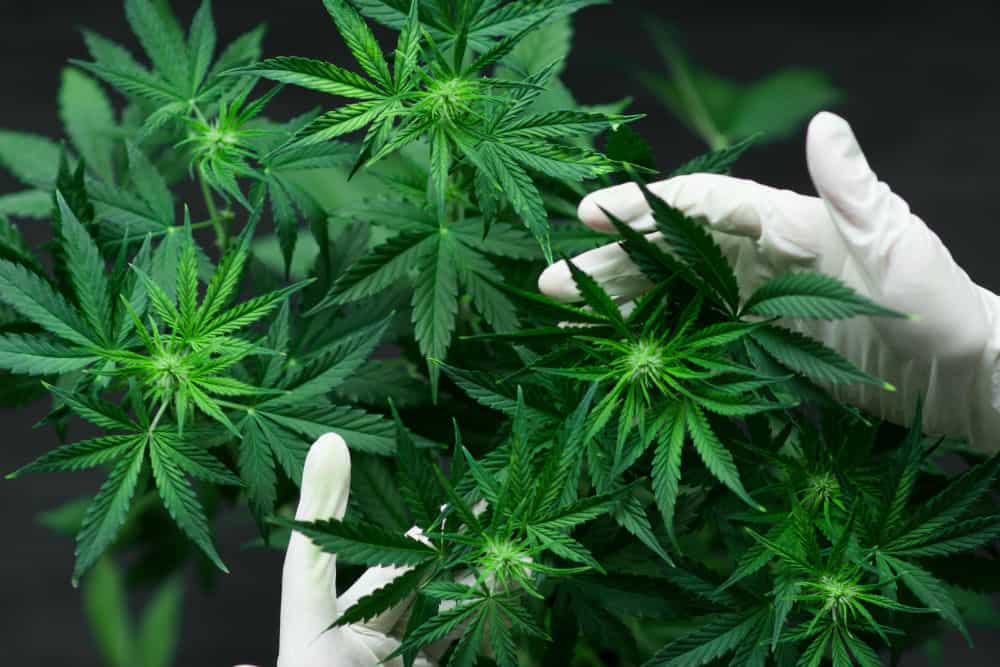 Coltivare la cannabis legale a casa