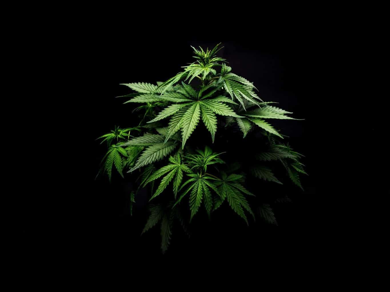 Cannabis_giovamenti