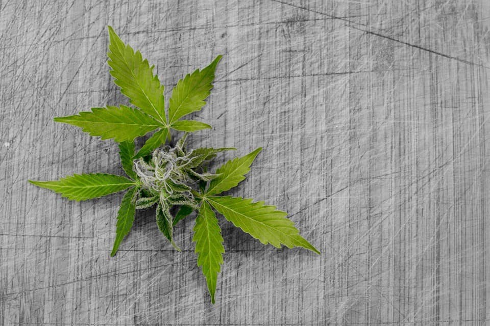 Cannabis_Weed