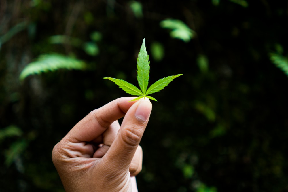 La canapa diventa una pianta officinale