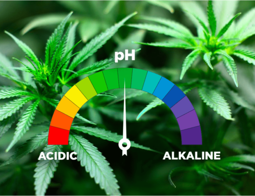 L’importanza del PH nella pianta di marijuana