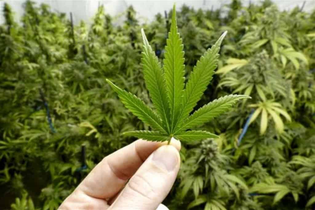 Analizziamo la pianta di marijuana - Canapando