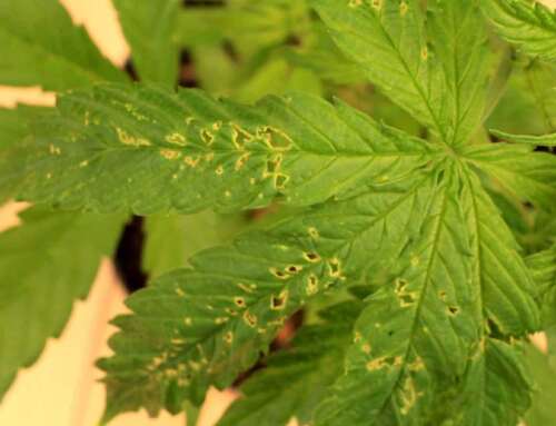 Le principali malattie della pianta di cannabis