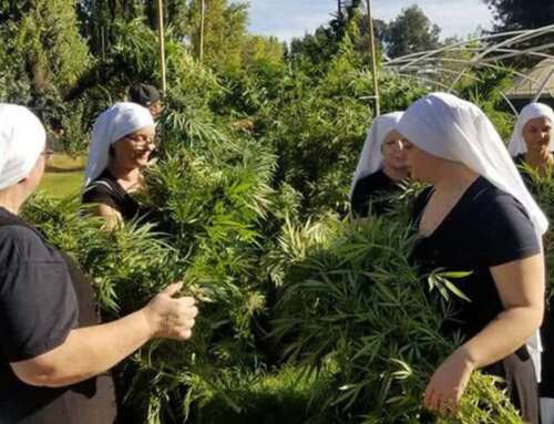 Le suore che coltivano marijuana: le Sisters of the Valley