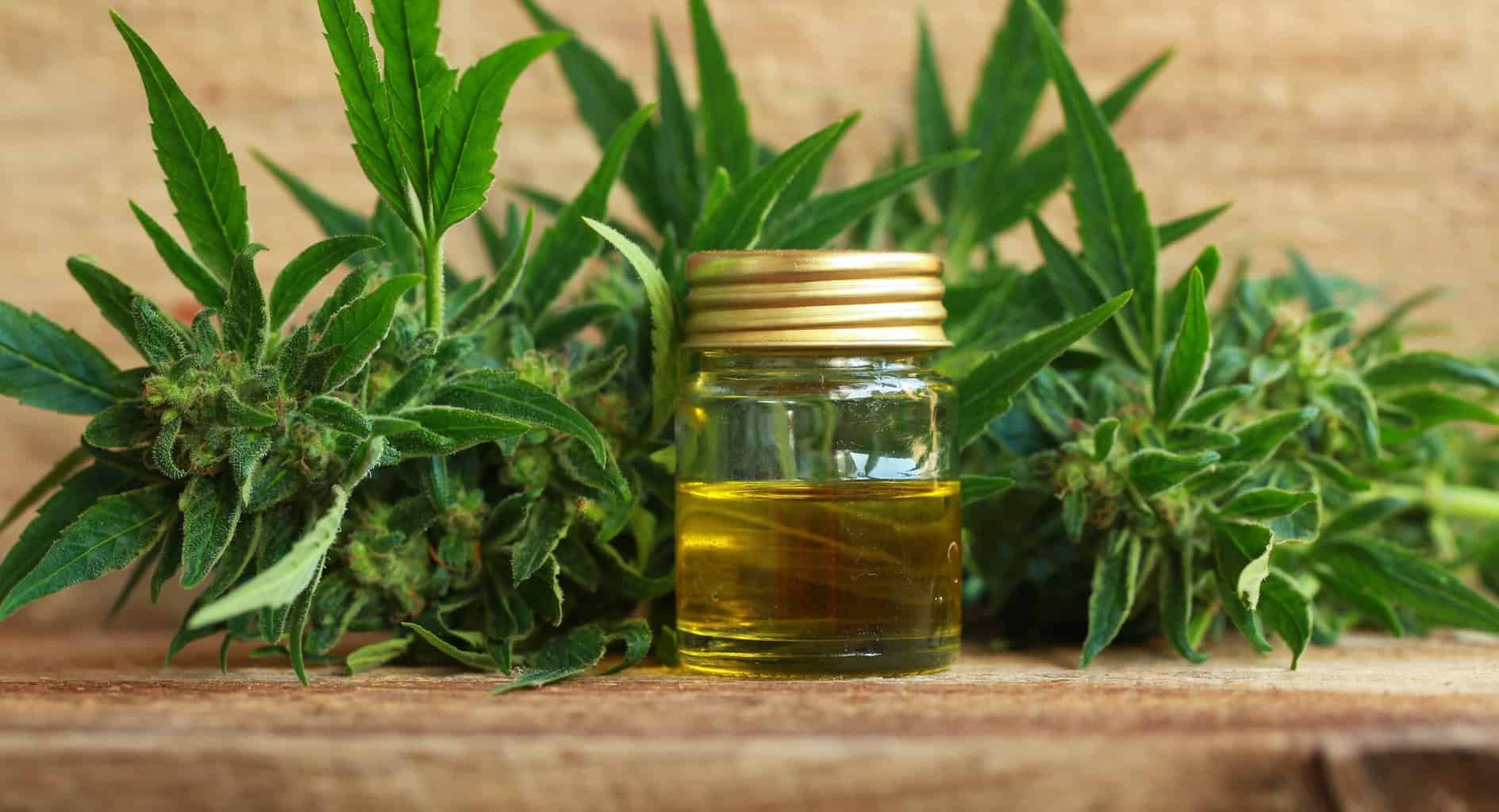 CBD: nausea e vomito