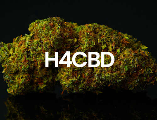 H4CBD: effetti e controindicazioni del nuovo cannabinoide sintetico 