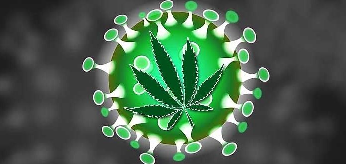 cannabis quanto resta nel corpo
