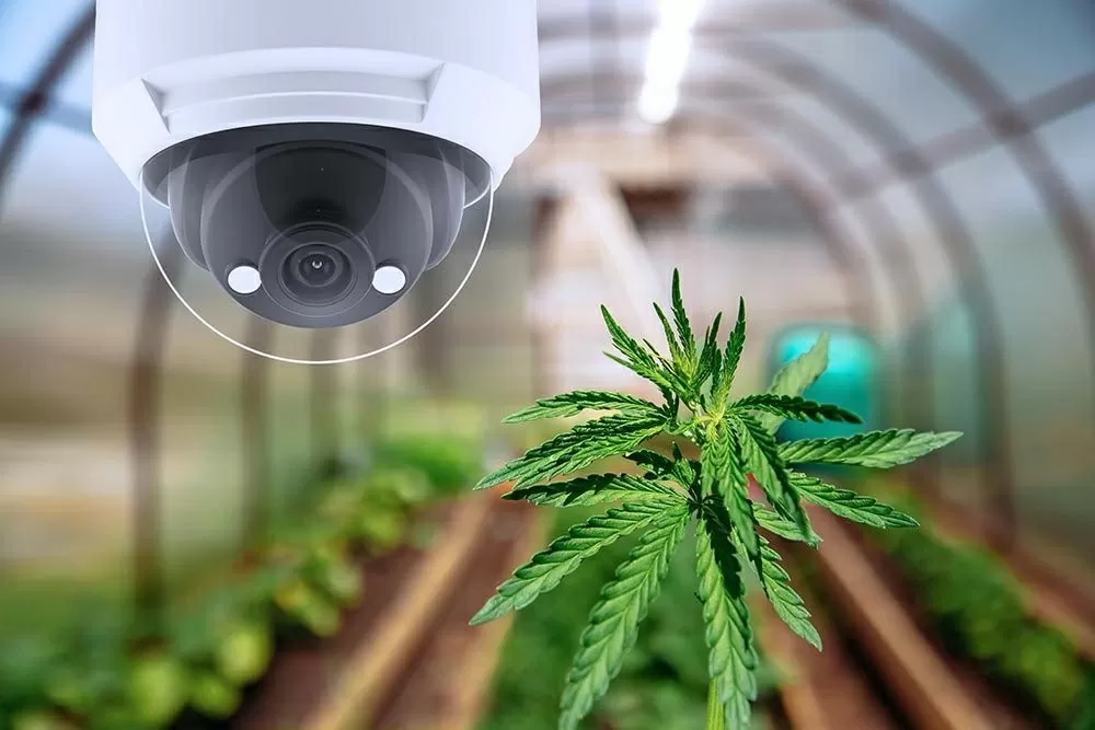 Intelligenza Artificiale Cannabis 