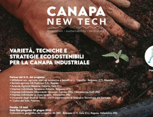 La Sicilia riparte dalla produzione di Canapa: nasce Canapa New Tech