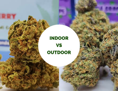 Cannabis Light: Meglio Indoor o Outdoor?