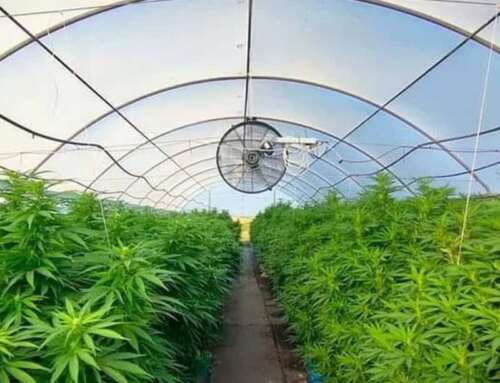 Cannabis Light in Italia: Un Motore Economico da 2 Miliardi che la Politica Continua a Ignorare