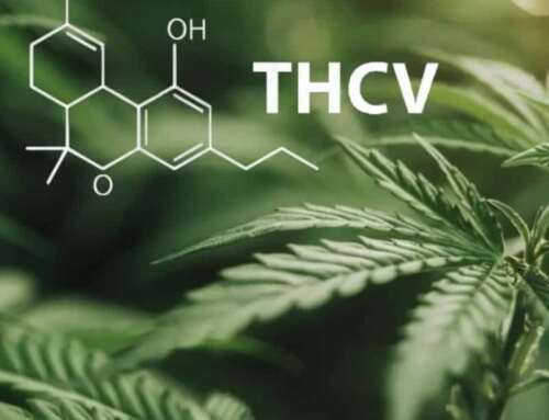 THCV: Cos’è e come si Differenzia dal THC